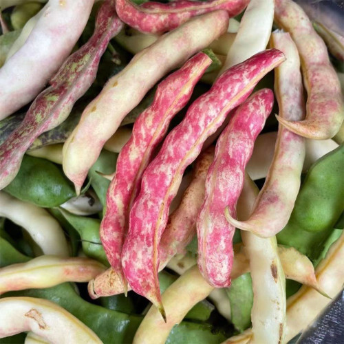 Red Golden Hook Kidney Bean Seeds