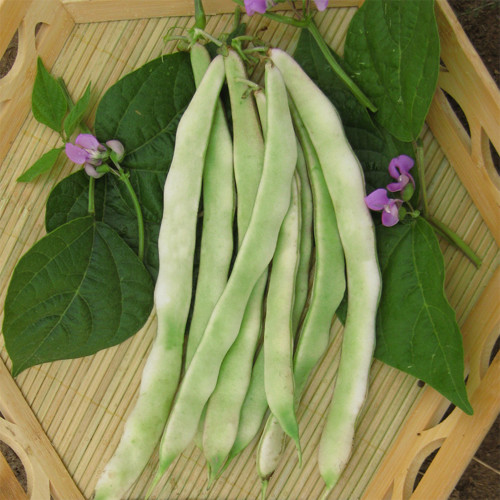 Didouwang No.1 Kidney Bean Seeds