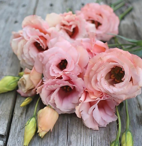 Lovely Pink Lisianthus Seeds