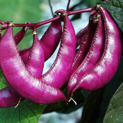 Purple Hyacinth Bean Seeds