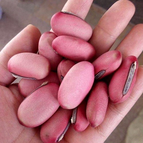 Thick-fleshed Sword Bean Seeds