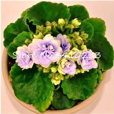Mini Seed Violet Plants Colorful Rare African Flower for Garden Perennial Herb Indoor Matthiola Incana Plants