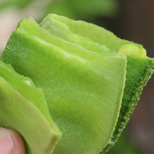 Green Hyacinth Bean Seeds