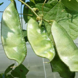 Green Hyacinth Bean Seeds