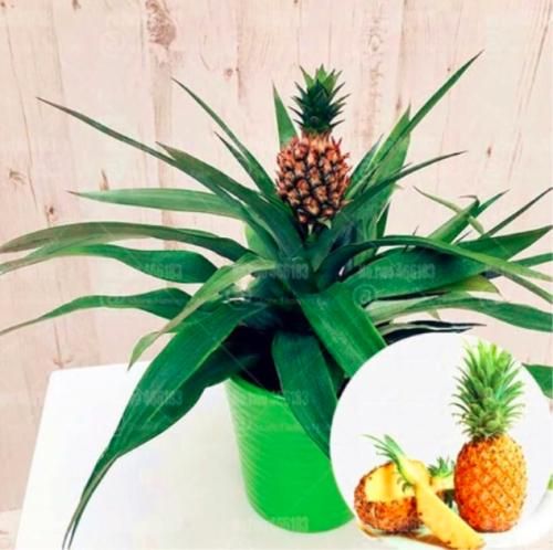 Thai Pineapple Ananas Comosus Perennial Indoor Tropic Fruit Seeds