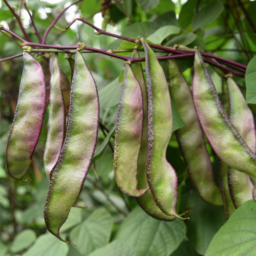 Purple-edged Hyacinth Bean Seeds