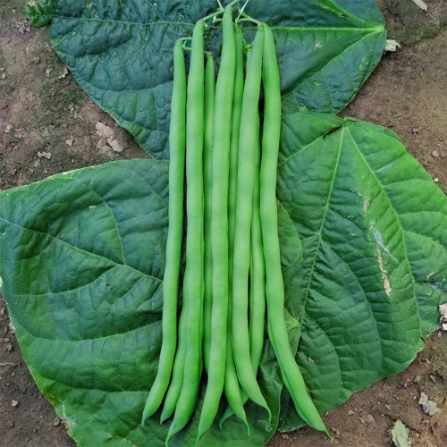 Huajun No.5 Snap Bean Seeds