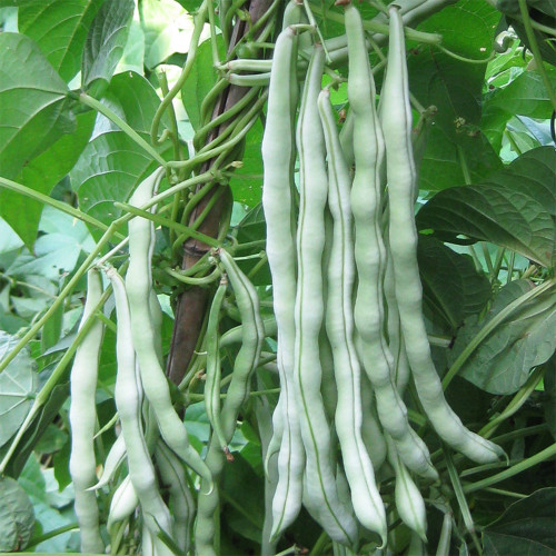 Huajun No.9 Kidney Bean Seeds