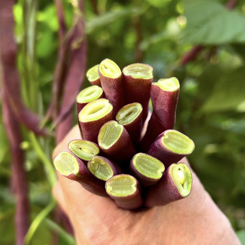 Huajun No.8 Purple Kidney Bean Seeds