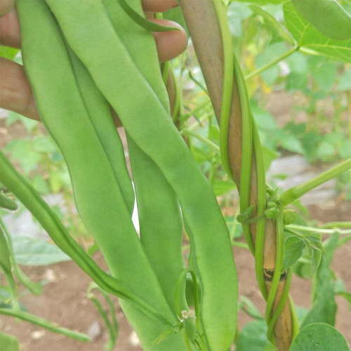 Huajun No.10 Snow Bean Seeds