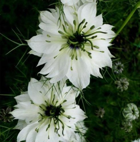 Nigella White Flower Seeds Nigella Damascena Love in A Mist White Flower Seeds