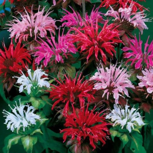 Lovely Bee Balm Panorama Seeds Mixed, Oswego Tea, Horsemint Perennial