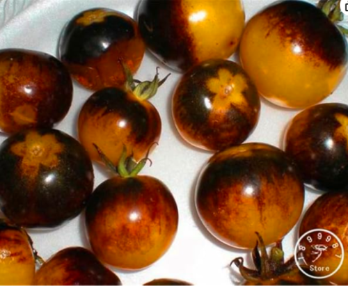 Very Rare Bumble BEE Heirloom Tomato Seeds