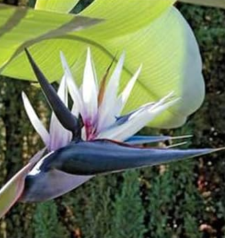 Black and White Strelitzia Flowers Potted Seeds
