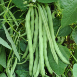 Huajun No.13 Snap Bean Seeds