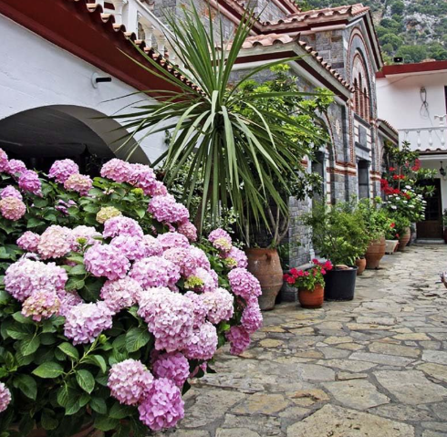 Japanese Variety of Colors Hydrangea Flower Home Garden Plants Seeds