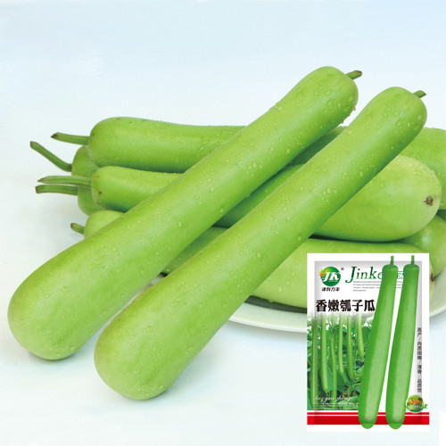 Bottle Gourd Seeds Nutrient-Rich