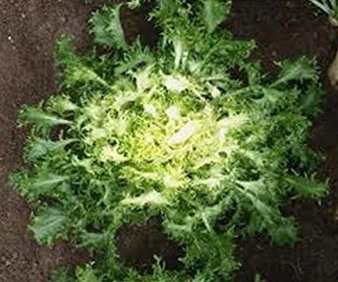 Escarole Seeds Zheltoye Serdtse