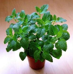 Stevia plant, Stevia Herbs Green Herb Seed