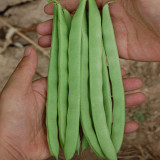 Huajun No.13 Snap Bean Seeds