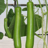 Bottle Gourd Seeds Nutrient-Rich