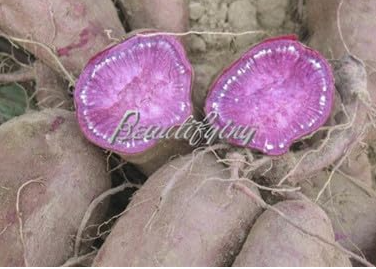 Purple Sweet Potatoes Ipomoea Batatas Ingredients Organic