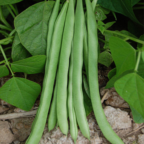 Huajun No.13 Snap Bean Seeds