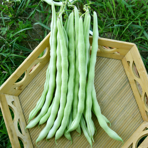 Huajun No.12 Kidney Bean Seeds
