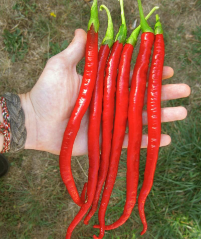 Long Chili red Pepper Seed Healthy Vegetable
