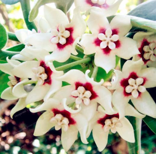 Hoya Seed Potted Flowers Seed Plants Hoya Seed Orchid (Color: 3)