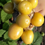 Physalis pubescens, Groundcherry Seeds 