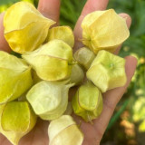 Physalis pubescens, Groundcherry Seeds 