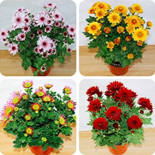 Chrysanthemum Seed Beautiful Flower Seeds (Color: MIX)
