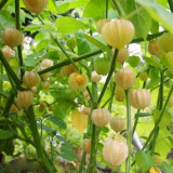 Physalis pubescens, Groundcherry Seeds 