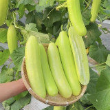 Spineless Creamy Cucumber Seeds