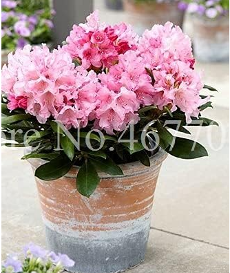 Japanese Azalea Seed Rhododendron Azalea Indoor Flower