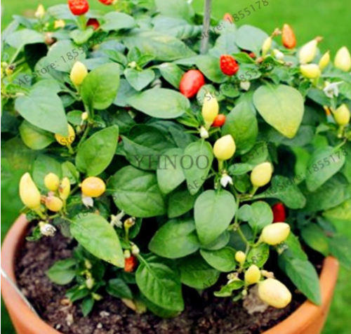 Rare Pepper Seed Flores, Edible Ornamental Vegetable plant