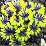 Oxalis Seed Flowers Rrae Color Rotary Oxalis Versicolor
