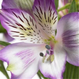 Peruvian Lily Alstroemeria Flower Beautiful Flower Seeds