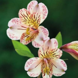 Peruvian Lily Alstroemeria Flower Beautiful Flower Seeds