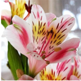 Peruvian Lily Alstroemeria Flower Beautiful Flower Seeds