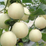Baisha Honey Melon Seeds