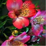 Peruvian Lily Alstroemeria Flower Beautiful Flower Seeds