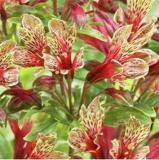Peruvian Lily Alstroemeria Flower Beautiful Flower Seeds