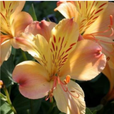 Peruvian Lily Alstroemeria Flower Beautiful Flower Seeds