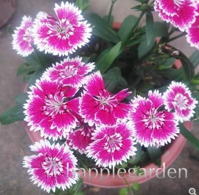 Dianthus Bonsai,Perennial American Dianthus Flower Seeds