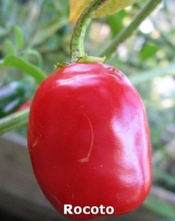 Rocoto Pepper AKA Red Manzano Seeds