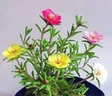 Portulaca grandiflora Mixed Seeds