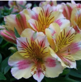 Peruvian Lily Alstroemeria Flower Beautiful Flower Seeds