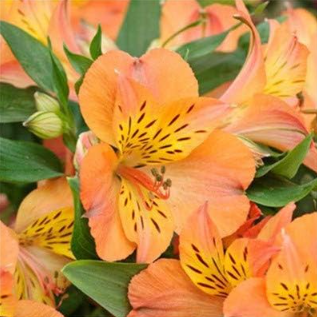 Peruvian Lily Alstroemeria Flower Beautiful Flower Seeds